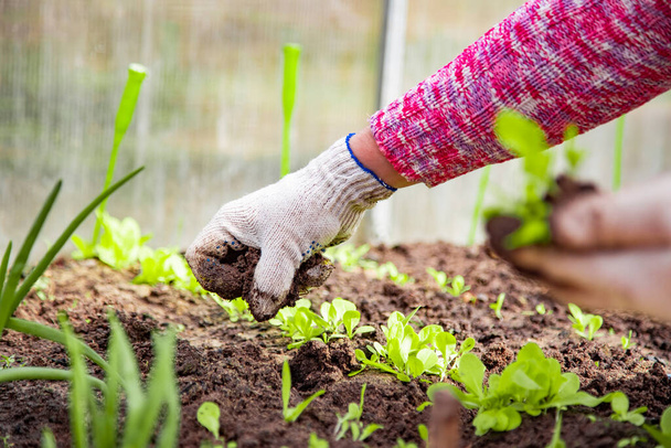 посадка растений. женщина сажает молодые ростки в землю. крупным планом. no face - Фото, изображение