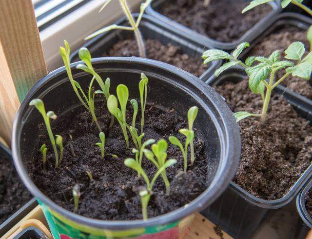 seedlings of peppers and flowers in plastic containers on the windowsill. - Foto, Imagem