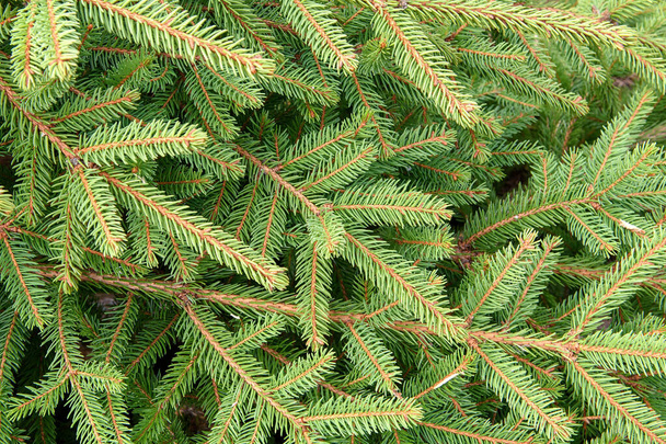 Green branches of a coniferous tree background close-up. - Photo, Image