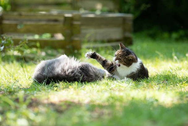 γάτες που αγωνίζονται σε εξωτερικούς χώρους στον κήπο - Φωτογραφία, εικόνα