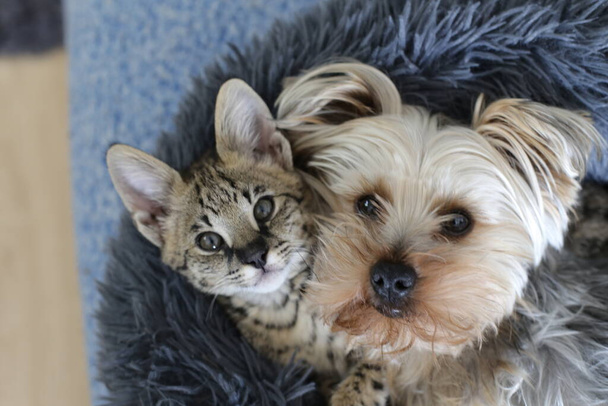 zblízka záběr rozkošný exotický serval kočka a Yorkshire štěně relaxační společně - Fotografie, Obrázek