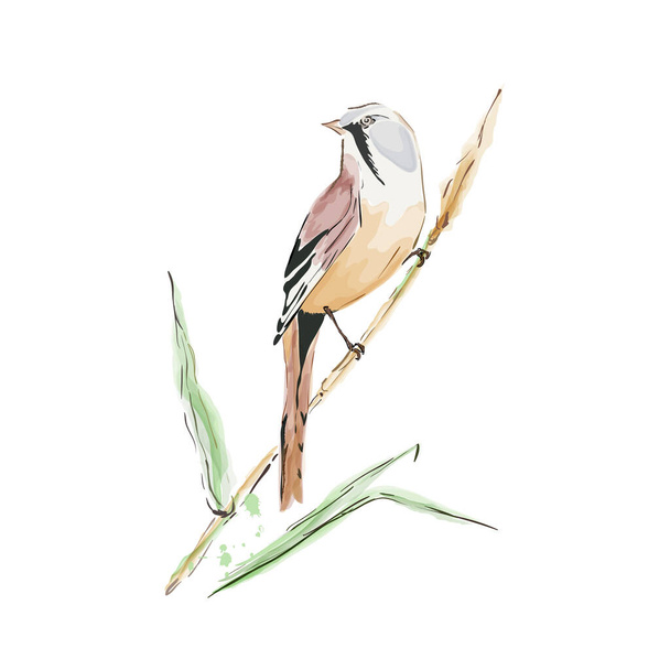 Tit bird sitting on a branch - Διάνυσμα, εικόνα