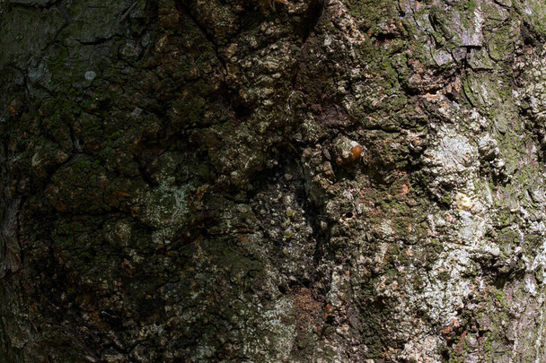 bark of a forest tree trunk closeup partly dark mysterious non-smooth surface partly illuminated by bright sunlight wallpaper for design wildlife concept - Photo, Image