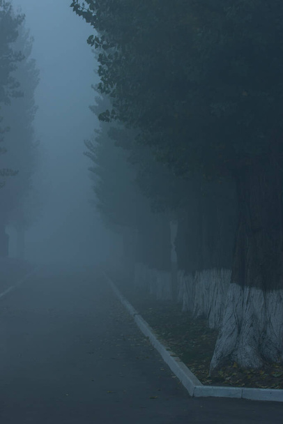 rue du soir couverte d'épais brouillard mystérieux grands arbres se tiennent au-dessus de la route asphaltée personne autour du concept de la nature et de la météo - Photo, image