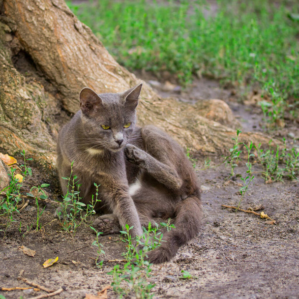 niedliche graue Katze sitzt unter einem Baum und juckt das Konzept der Obdachlosigkeit und Tiere - Foto, Bild