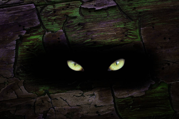 los brillantes ojos amarillos de un animal salvaje brillan en un agujero oscuro en un pino místicos patrones encantadores en un tronco de color - Foto, imagen