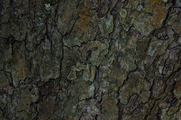 mysterious cracked bark of a forest tree with subtle different patterns wallpaper for design concept wildlife - Photo, Image