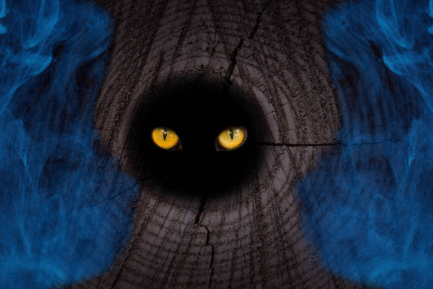 olhos alaranjados de uma besta selvagem brilham em um oco redondo de uma árvore da floresta névoa azul em torno das bordas o conceito de natureza mística e Halloween - Foto, Imagem