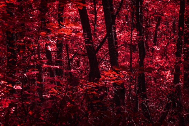 tumma ja salaperäinen metsä punaisilla lehdillä ja mystisillä korkeilla puunrungoilla luonnon ja ympäristön käsite - Valokuva, kuva