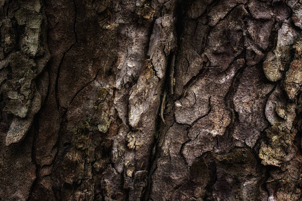 erdő fantázia textúra repedt fa kéreg széles fa törzs háttér tervezési koncepció mese természet - Fotó, kép