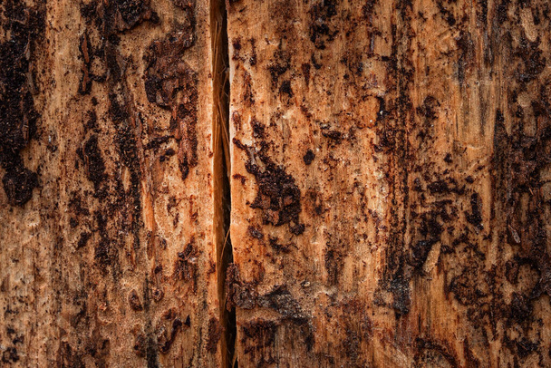 Промышленная текстура сосновой древесины с корой и трещиной крупным планом - Фото, изображение