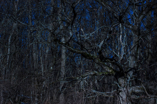 fantastyczne naturalne tło drzew w lesie w nocy pod ciemnym błękitnym niebem tajemnicze i ekscytujące środowisko - Zdjęcie, obraz