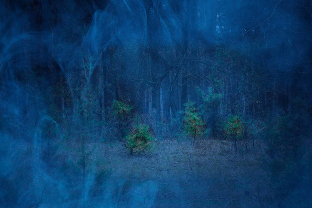 verdi giovani alberi sul prato nel bosco notturno coperto di nebbia spettrale blu il concetto di fauna selvatica e Halloween è nessuno intorno - Foto, immagini