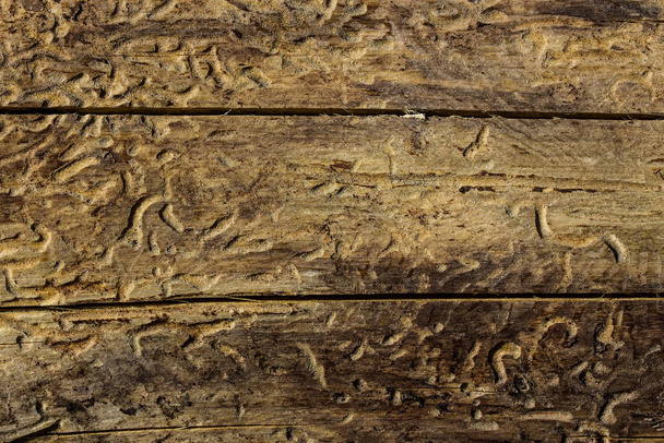 heldere en mysterieuze houten textuur met scheuren en krassen patronen bos achtergrond voor ontwerp milieuconcept - Foto, afbeelding