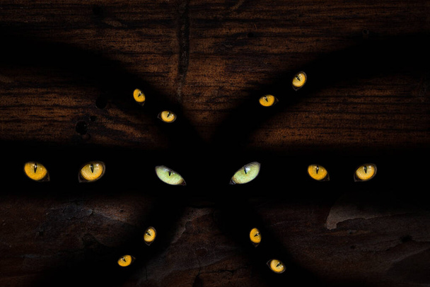 minta sötét repedések, amelyben a vadon élő állatok szeme szikrázik a koncepció Halloween és misztikus természet - Fotó, kép
