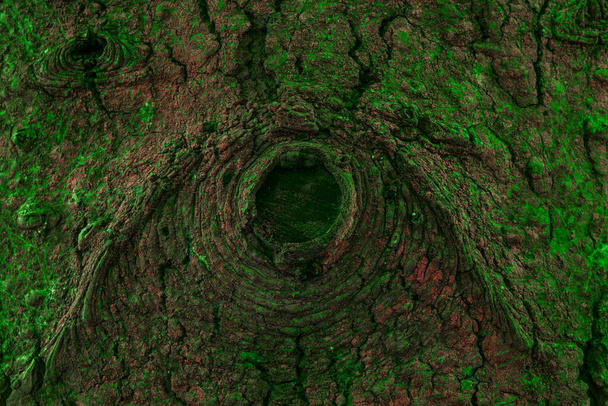 φωτεινή καφέ υφή φλοιού που καλύπτεται με πράσινα βρύα closeup μαγικό στρογγυλό μοτίβο στην επιφάνεια ενός φυσικού δάσους φόντο για το σχεδιασμό - Φωτογραφία, εικόνα