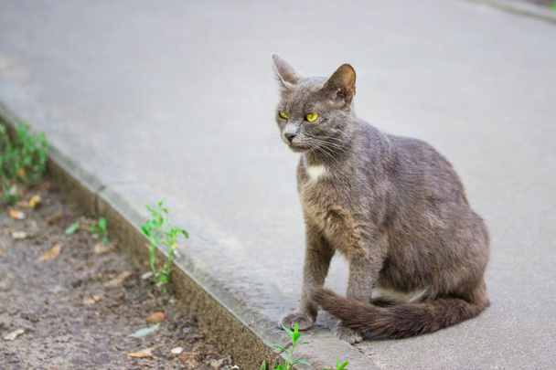 harmaa kissa kirkkaan keltaisilla silmillä istuu jalkakäytävällä ja etsii sivukonseptia kodittomuudesta ja eläimistä - Valokuva, kuva