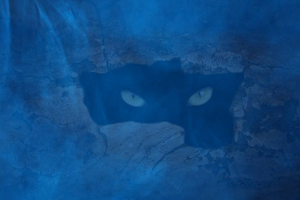 os olhos da besta estão escondidos em um buraco escuro no tronco de uma árvore coberta de noite neblina halloween conceito papel de parede para design - Foto, Imagem