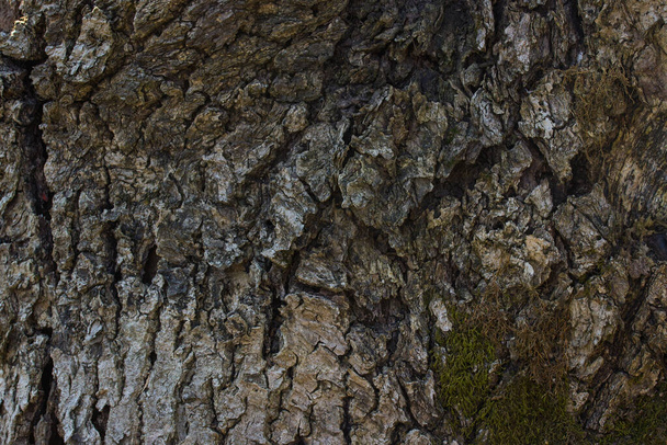 grijze schors textuur boom patronen crack close-up achtergrond voor ontwerp concept wilde dieren - Foto, afbeelding