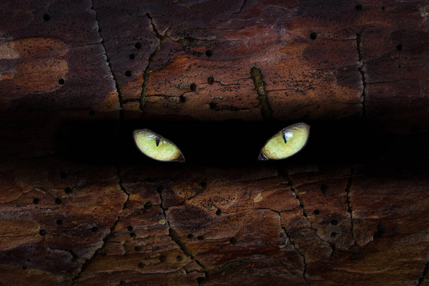 os olhos brilhantes amarelos de uma besta desconhecida selvagem brilham em uma fenda escura de um tronco de árvore de pinheiro conceito de misticismo e natureza - Foto, Imagem