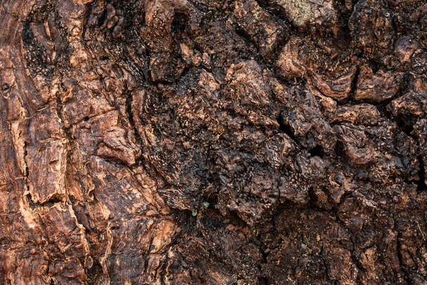 Mysterieuze oude boomstam close-up helder verlicht door zonlicht natuurlijke achtergrond voor ontwerp - Foto, afbeelding