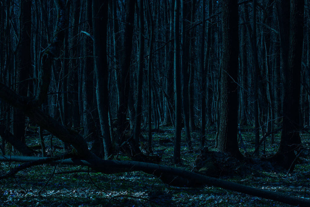 темный ночной лес частично светится от лунного света высокие таинственные деревья и никто вокруг только дикая природа - Фото, изображение