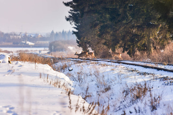 Les chevreuils traversent les voies ferrées, paysage hivernal. - Photo, image