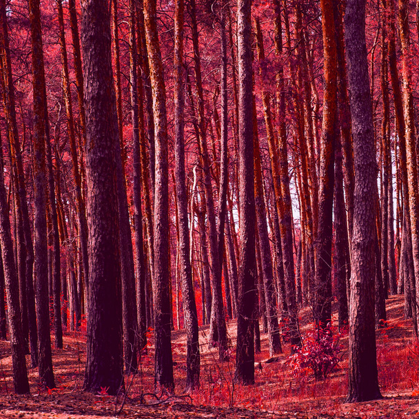 sfondo naturale misterioso foresta nessuno intorno solo rosso emozionante autunno magico mondo della fauna selvatica - Foto, immagini