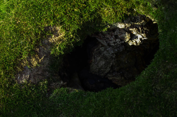 tronco de árbol cubierto de musgo verde brillante redondo oscuro hueco primer plano concepto de la naturaleza y el medio ambiente - Foto, Imagen