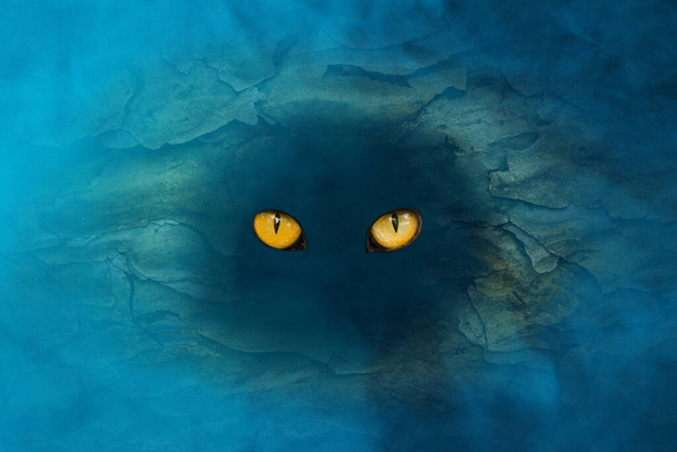 grote oranje ogen van een bos geest glitter in de holte van een boom rond een mysterieuze blauwe mist concept van Halloween en wilde dieren - Foto, afbeelding