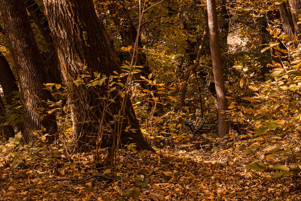 Herbstwald dick und geheimnisvoll mit gelben Blättern bedeckt bezaubernde Tierwelt der goldenen Jahreszeit Umweltkonzept - Foto, Bild