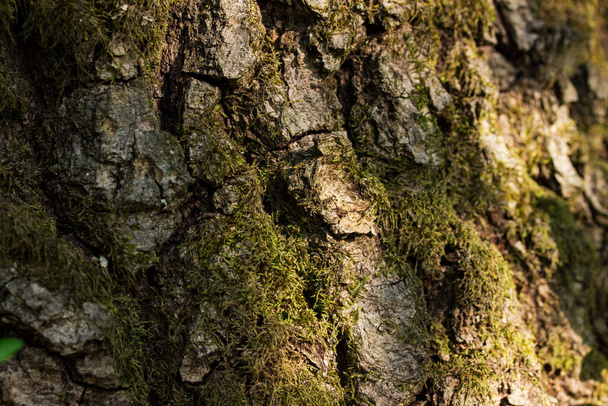 texture of a tree trunk covered with moss a concept of wild nature - Foto, immagini