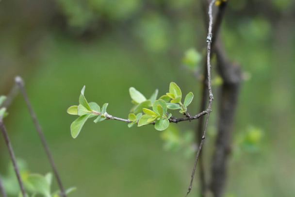 Small-leaved honeysuckle leaves - Latin name - Lonicera microphylla - Фото, зображення