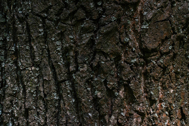 texture of a dark tree trunk with a blurred edge of a forest plant close-up - Foto, Imagem