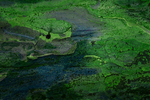 Fantastische mehrfarbige Textur eines Kiefernstammes Grüne und blaue Nahaufnahme Nicht glatte Oberfläche Natürlicher Hintergrund für das Design - Foto, Bild