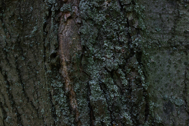 φυσικό δάσος κορμό με θολές άκρες close up ταπετσαρία για το σχεδιασμό έννοια άγρια ζωή - Φωτογραφία, εικόνα