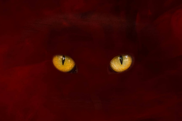 grandi occhi arancioni di fantasma nella nebbia rossa concetto di misticismo e Halloween - Foto, immagini