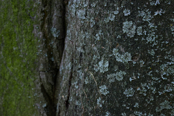 texture of gray bark of a forest tree on a blurred background of green moss concept of wildlife surface close-up - Photo, Image