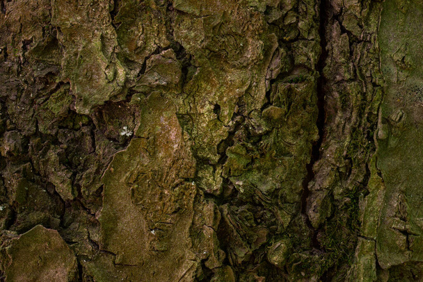 gebarsten boom schors fabelachtige bos textuur charmante natuurlijke patronen behang voor ontwerp concept wilde dieren - Foto, afbeelding