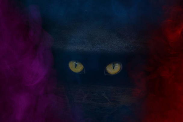 mysterious orange eyes of a wild beast sparkle in a dark crack of a tree trunk multicolored mystical fog abstraction for design halloween concept - Photo, Image