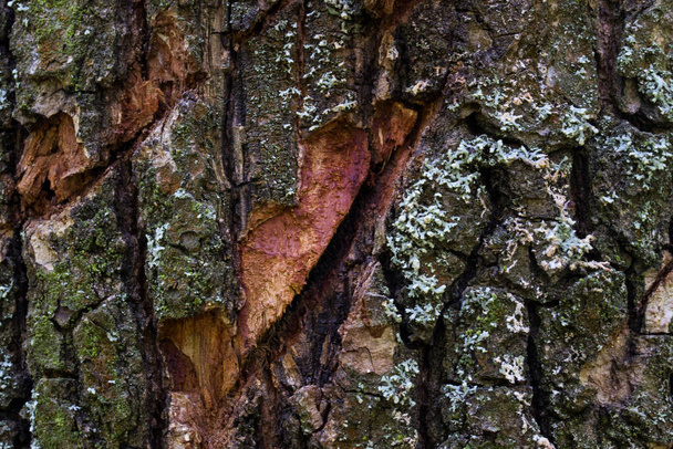 tree trunk close up patterns mysterious dark cracks world of wildlife wallpaper for design - Photo, image