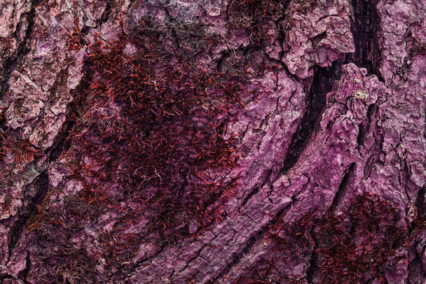 fantastische Textur eines rosa Stammes eines geheimnisvollen Baumes mit rotem Moos bedeckt Nahaufnahme natürlichen Hintergrund für das Design - Foto, Bild