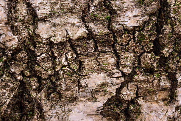 Fantasie Birke Textur Nahaufnahme mit natürlichen Mustern dunkle Risse Wald Hintergrund für Design - Foto, Bild