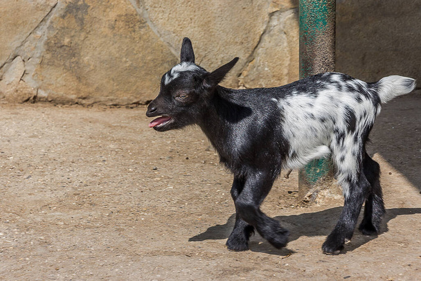Scared black-and-white kid bleats and calls for a goat. It stands on the sand with a stone wall and an iron pillar on the back. It is domestic or simply goat (Capra aegagrus hircus). - Photo, Image