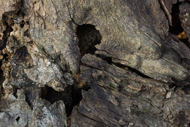 šedé popraskané lesní dřevo je staré a s otvory pozadí pro návrh koncepce lesní přírody - Fotografie, Obrázek