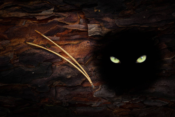 黄色の輝く目は木の野生生物の概念の暗い空洞に猫の輝くように見えます - 写真・画像