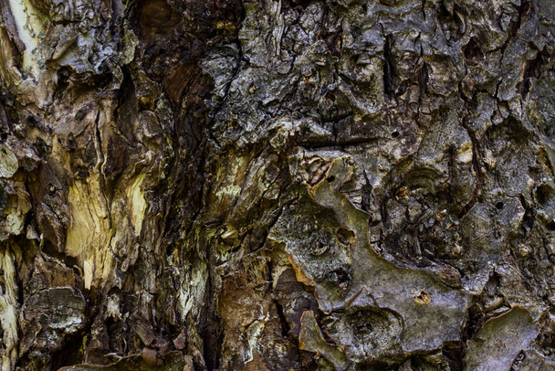 bosque árbol tronco textura brillante superficie no lisa cerca de fantasía patrones fondo de pantalla para el concepto de vida silvestre de diseño - Foto, imagen