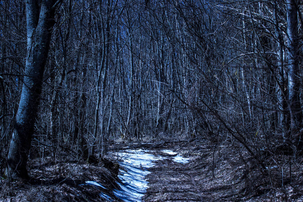 sentier printanier lumineux dans la forêt nocturne est à moitié couvert de neige, les merveilles de la nature sont pures et personne autour - Photo, image