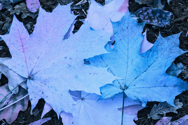 geheimnisvolle Waldstruktur hellblauer Ahornblätter, die von den Bäumen fallen, liegen auf dem Boden, um das Konzept der Natur und der Umwelt aus nächster Nähe zu betrachten - Foto, Bild
