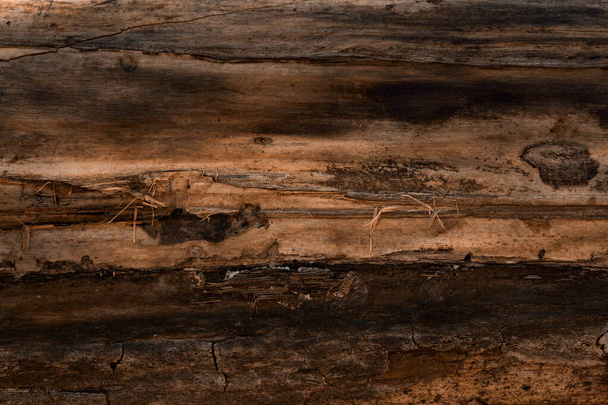υφή του παλαιού ξύλου του δάσους σκούρο καφέ με φυσικά σχέδια close-up φόντο για το σχεδιασμό - Φωτογραφία, εικόνα